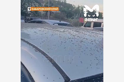 Полчища насекомых ковром покрыли асфальт в российском поселке