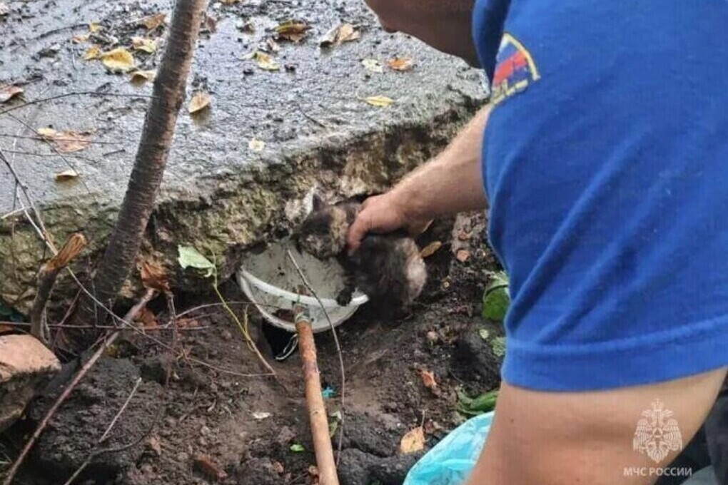 В Орловской области спасатели вытаскивали из ямы маленького котёнка