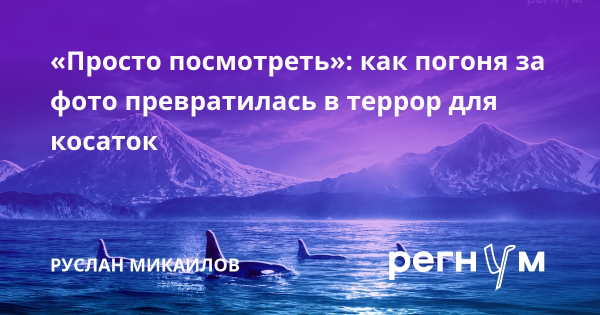 «Просто посмотреть»: как погоня за фото превратилась в террор для косаток