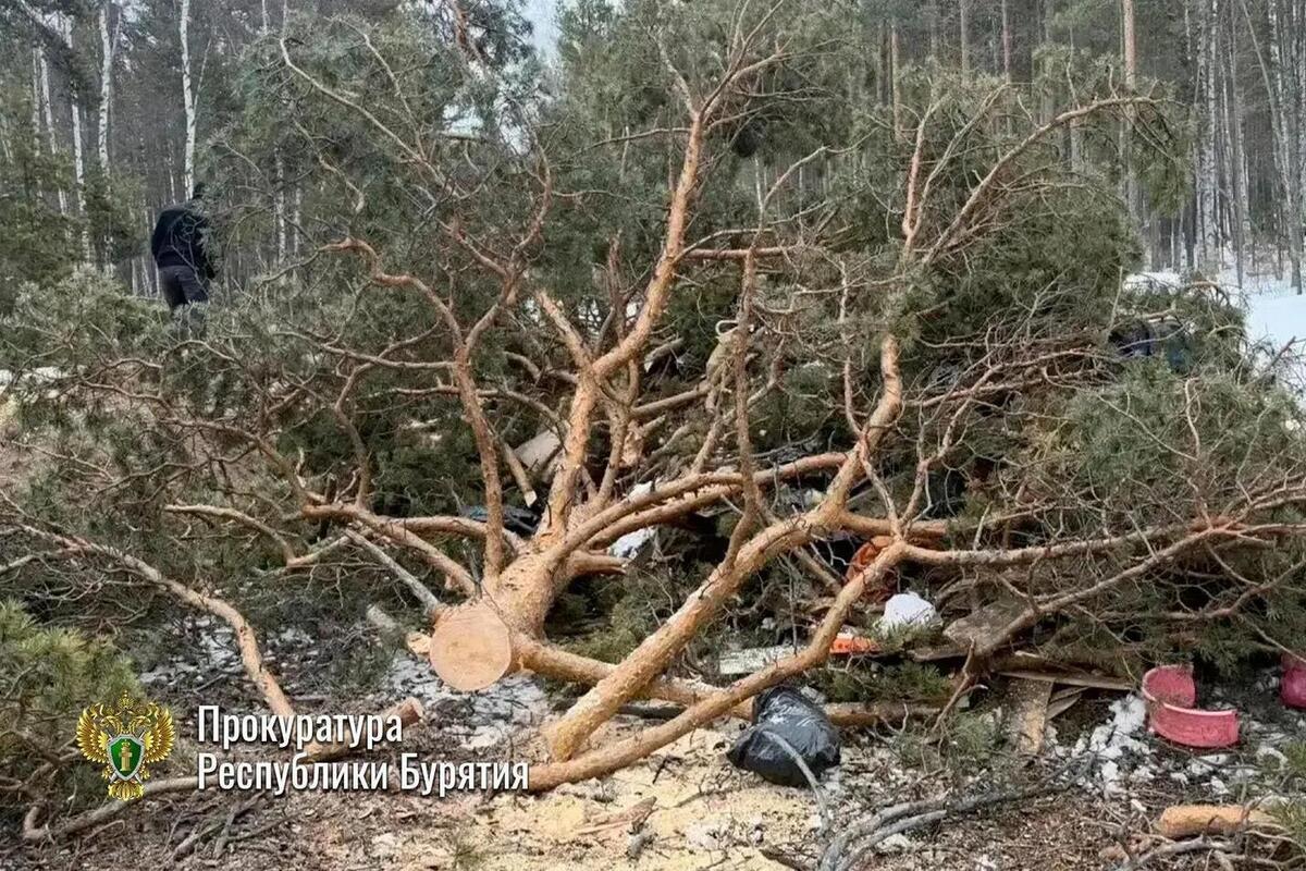 В Бурятии мужчина нарубил деревьев на 400 тысяч рублей