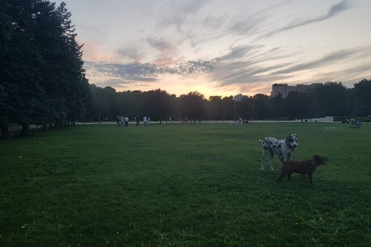 Пьяные мужчины устроили дебош в парке в центре Краснодара