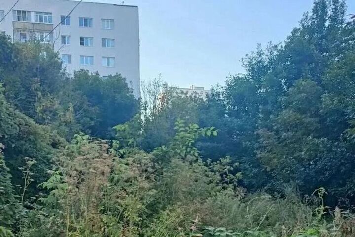 Жители Пензы просят спасти заросшую хоккейную коробку на Бородина