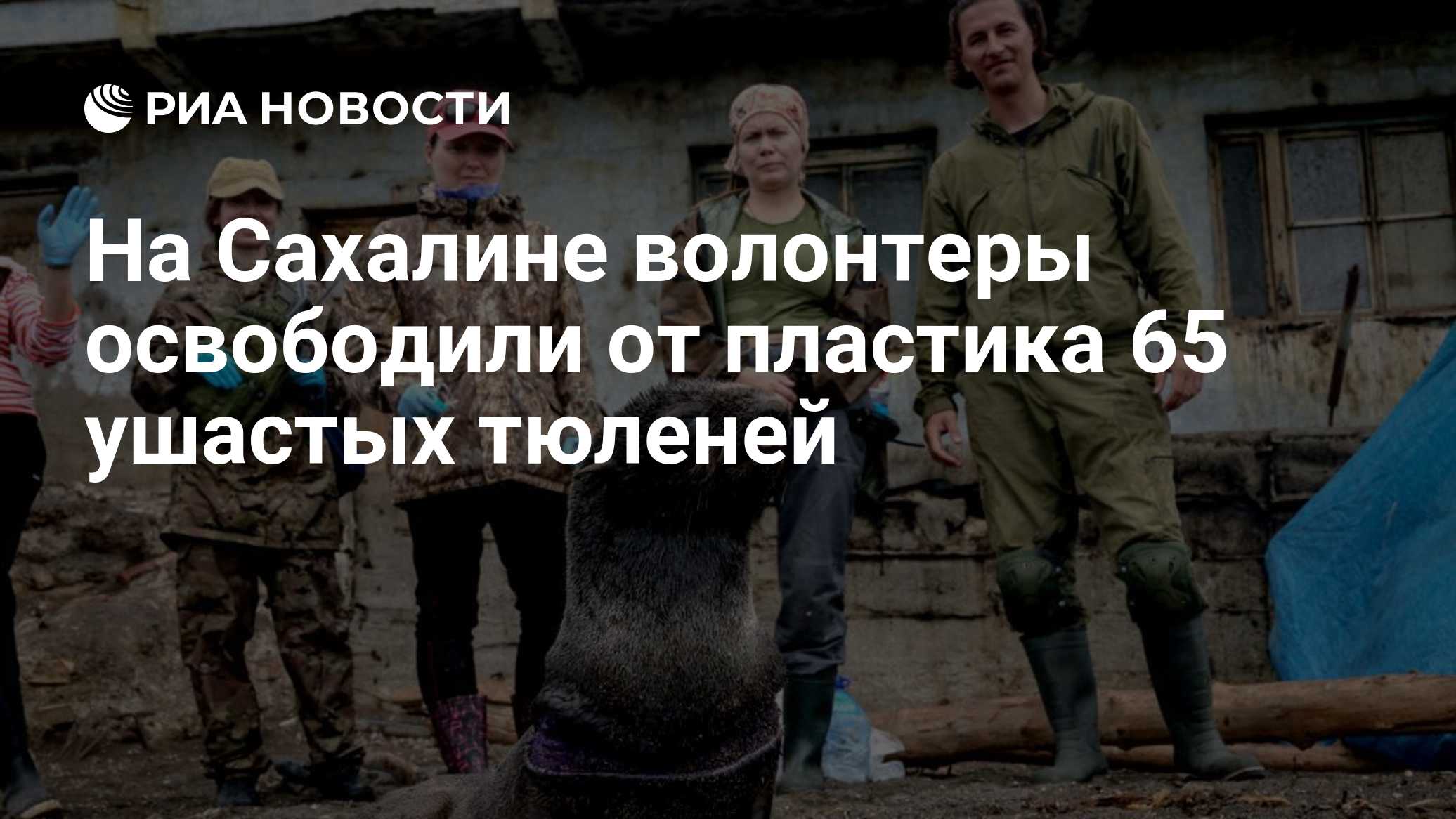 На Сахалине волонтеры освободили от пластика 65 ушастых тюленей