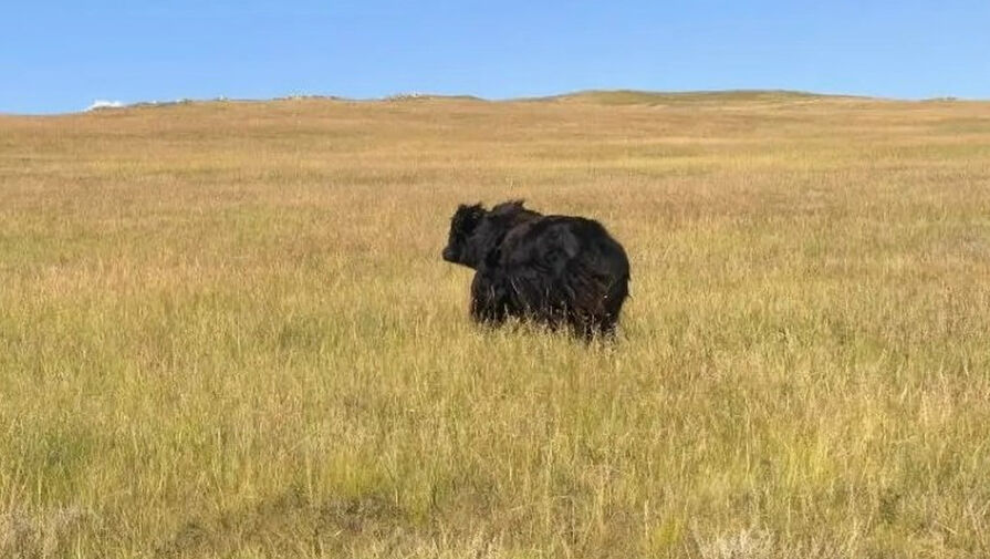 На Байкале туристы едва не спрыгнули со скалы, испугавшись яка