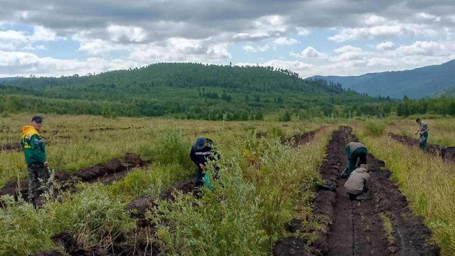 Более 32 тыс. га леса восстановили в Забайкальском крае