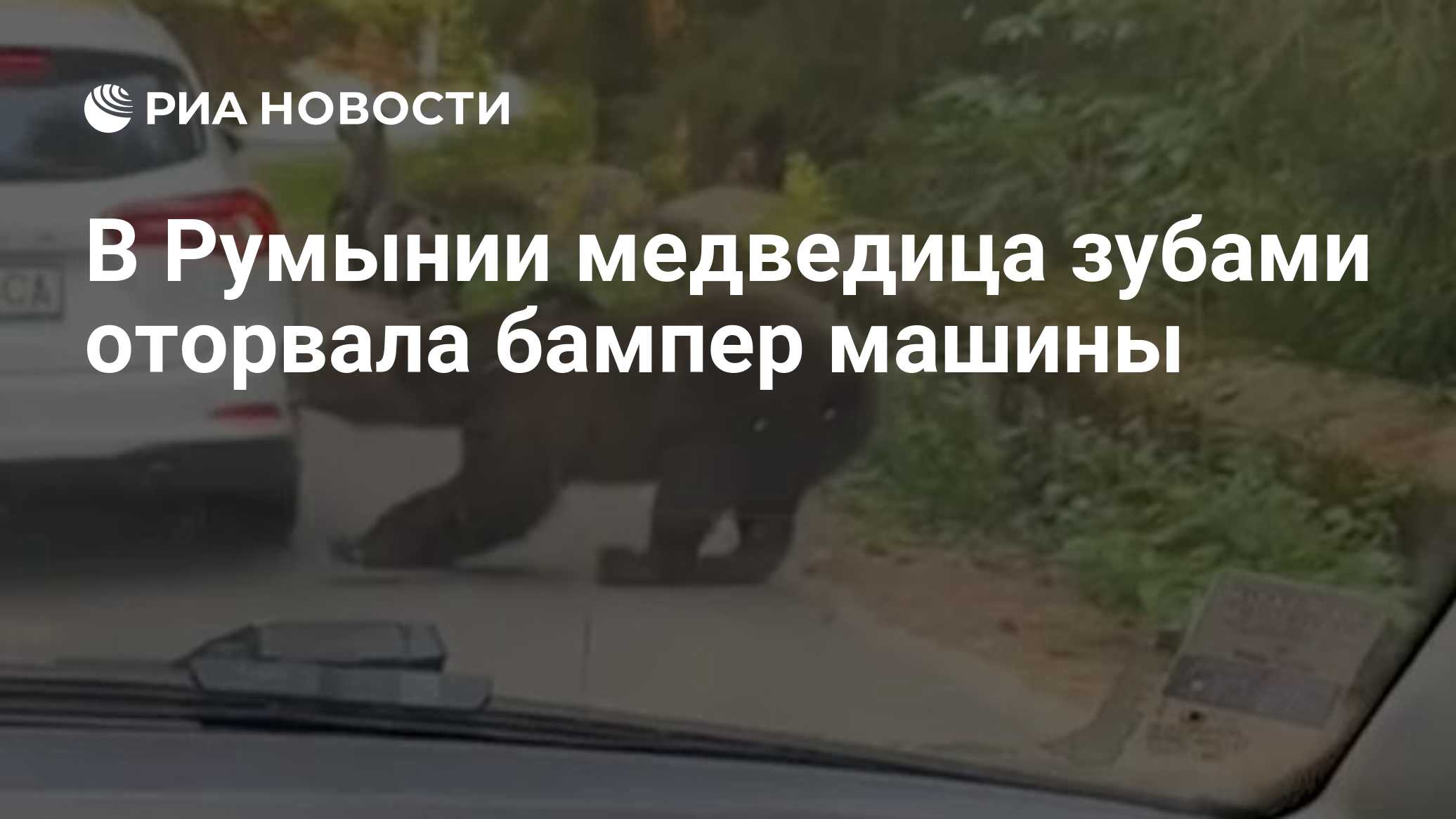 В Румынии медведица зубами оторвала бампер машины