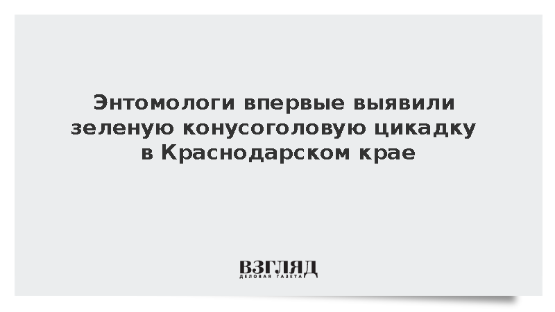Энтомологи впервые выявили зеленую конусоголовую цикадку в Краснодарском крае