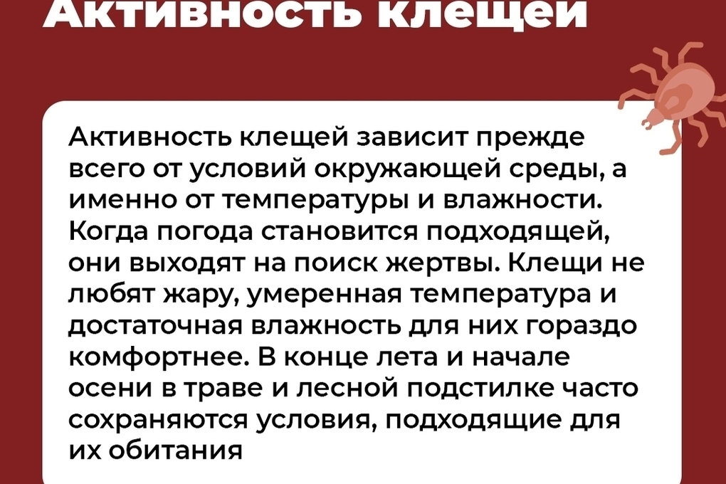 В Ярославских лесах начинается вторая волна активности клещей