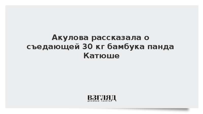 Акулова рассказала о съедающей 30 кг бамбука панде Катюше