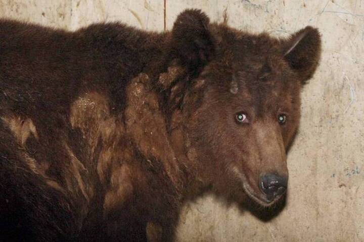 В Бурятии медведь загрыз телёнка в частном подворье