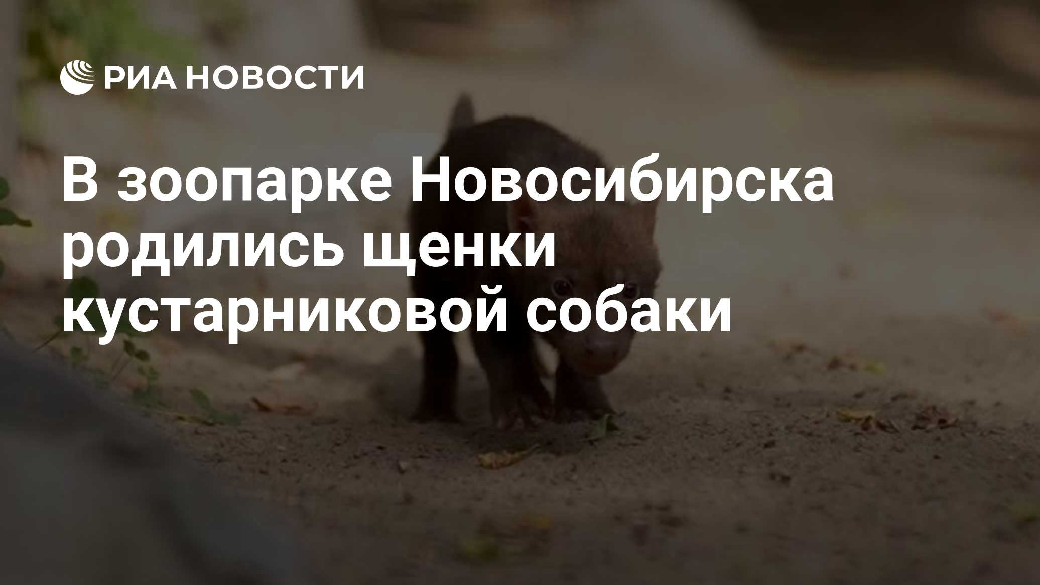 В зоопарке Новосибирска родились щенки кустарниковой собаки