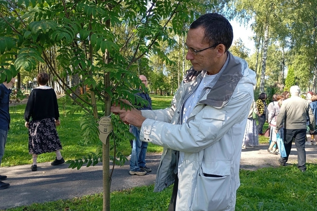Общество мурманских литераторов обзавелось рябиной на Аллее писателей в Ярославле