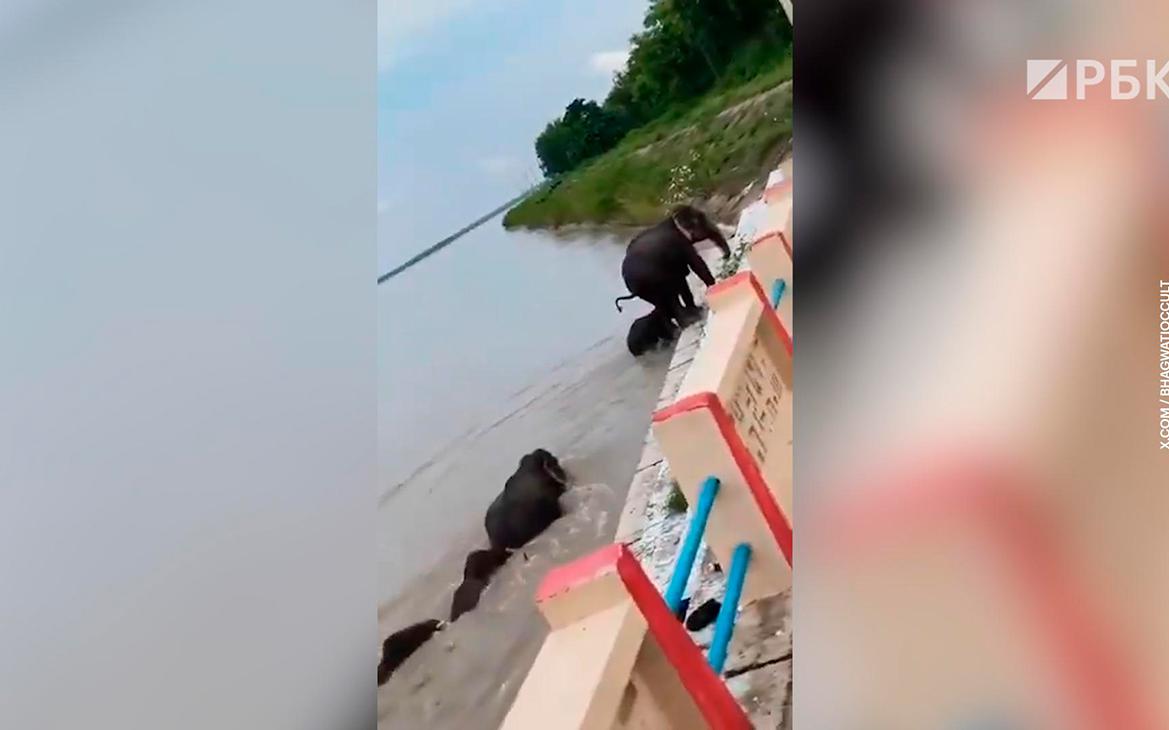В Индии спасли слонов, которых унесло течением из Непала. Видео
