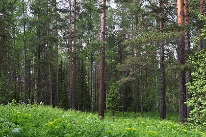 Сын бесследно пропавшей Усольцевой раскрыл подробности о местонахождении семьи