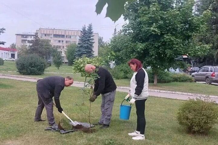 В Брянском сквере Челюскинцев посадили новые клёны