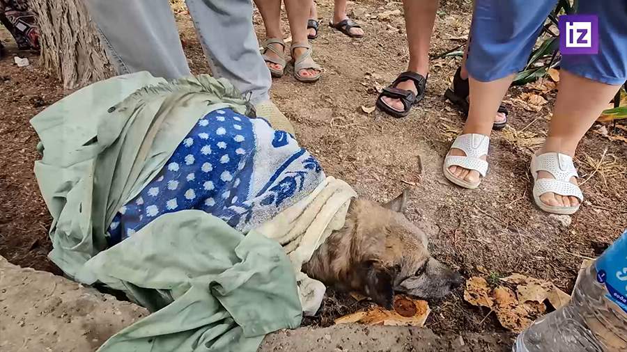 В Севастополе спасли собаку пострадавшей при ударе ВСУ по многоквартирному дому