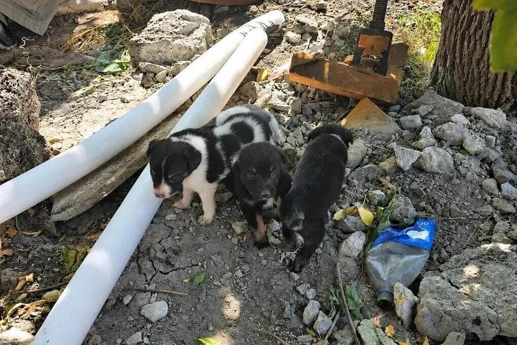 В Мариуполе собака с щенками оказалась в тепловой камере