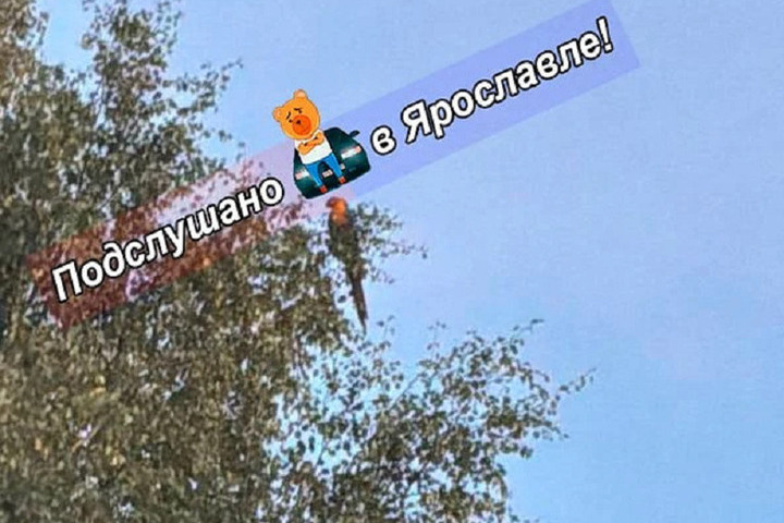 В Ярославле блудный попугай перелетел из Заволжья в Брагино.