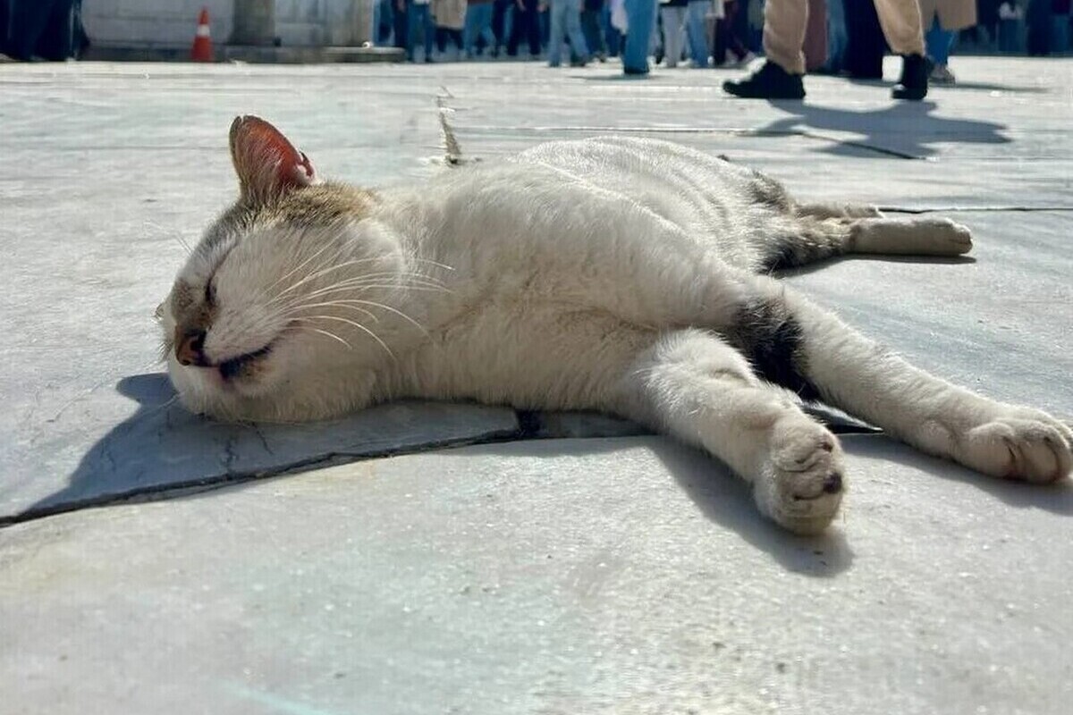 Больной котенок стал причиной карантина по бешенству животных в Воронеже