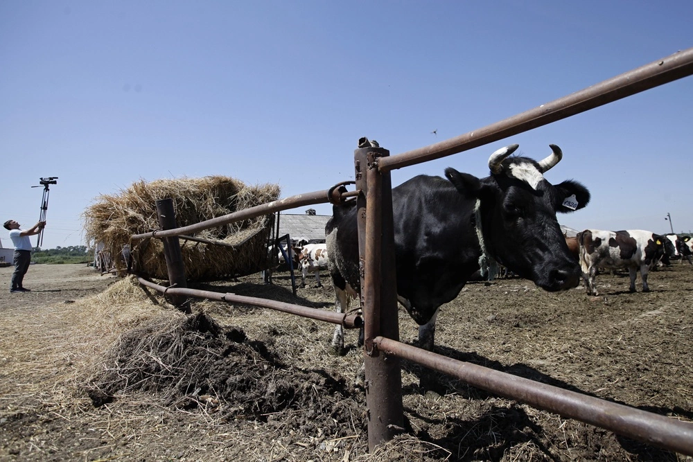 Более трех тысяч тонн молочной продукции экспортировала Кубань с начала года