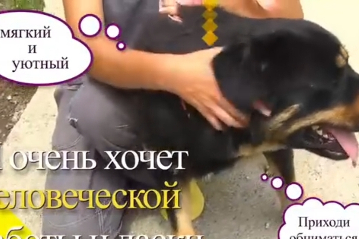 В Сочи пёс Мишка ищет семью