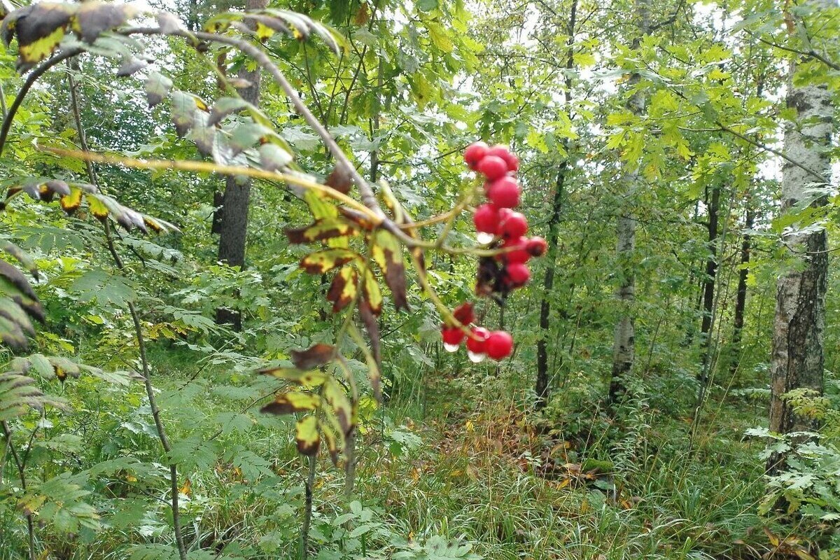 Осень стартовала, а лето продолжается: в Ленобласти до +23 градусов 1 сентября