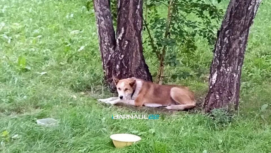 Брошенная на привязи собака искусала ребенка в Барнауле