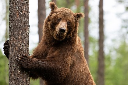 Медведь вышел к людям в российском городе