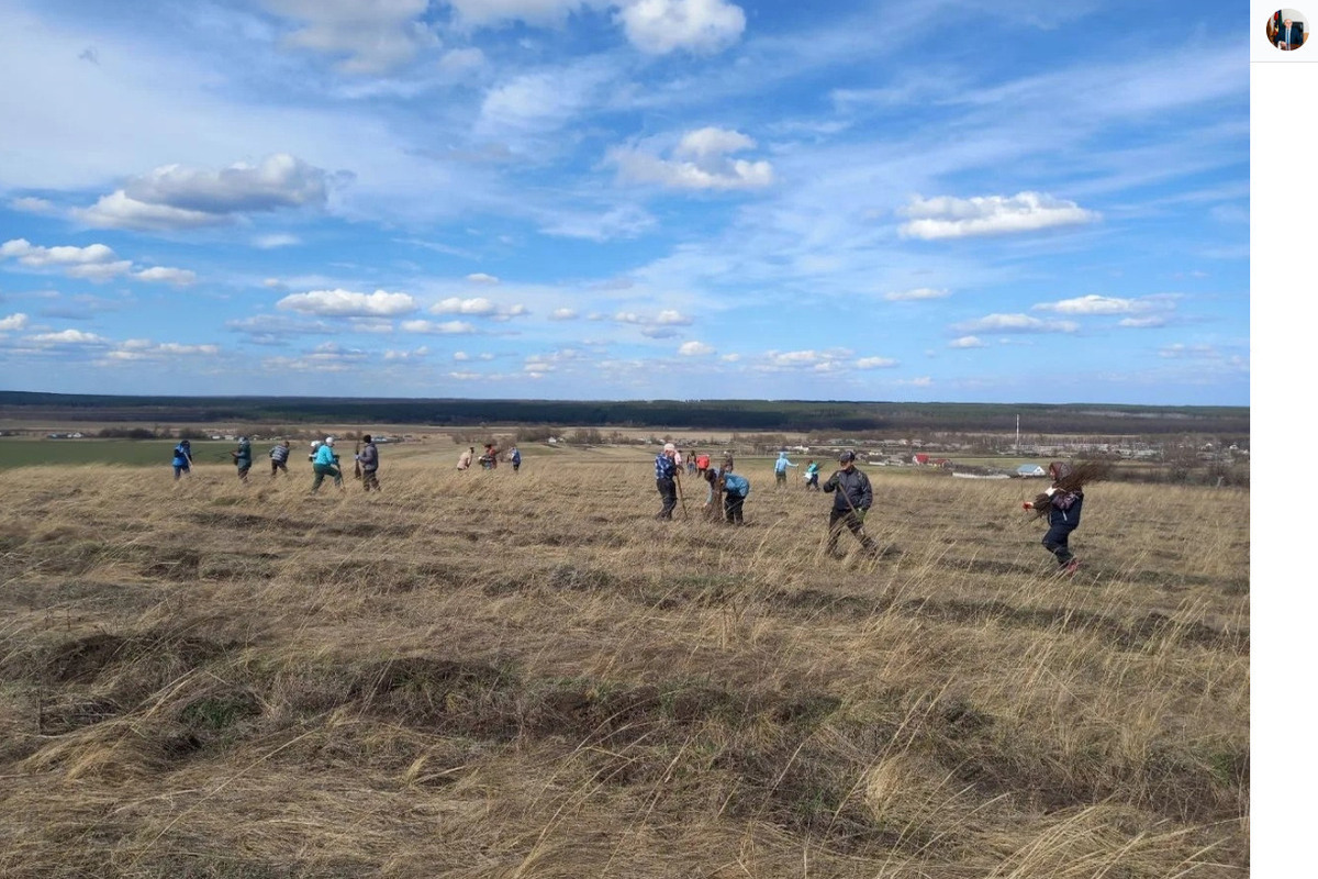 В Белгородской области перевыполнили план по восстановлению лесов в 10 раз