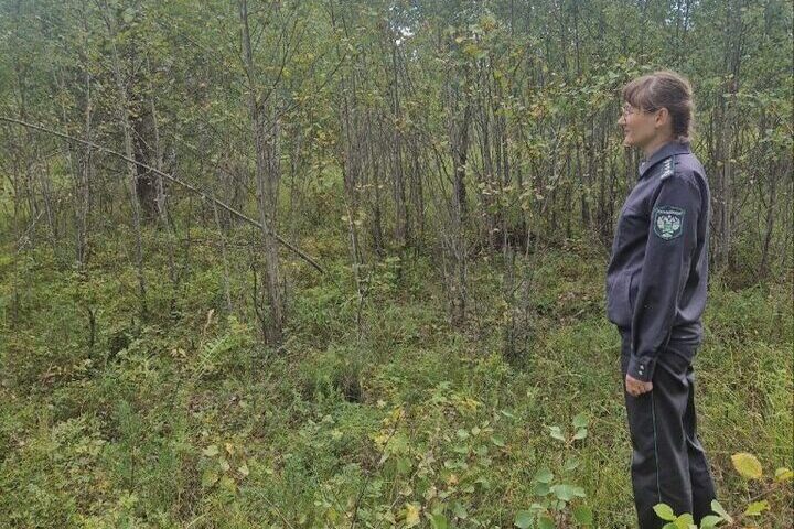 В Бурятии проверили охотничьи угодья на наличие павших кабанов
