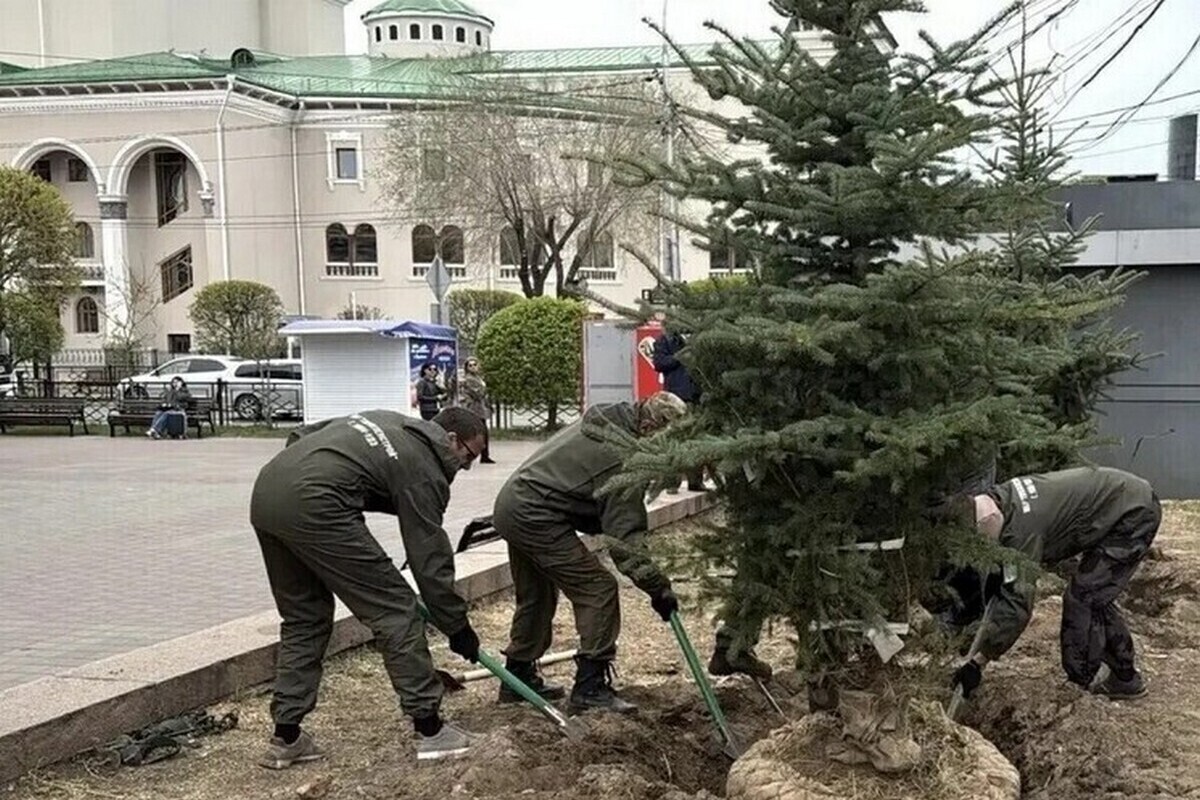В Улан-Удэ высадили рекордное количество крупномеров