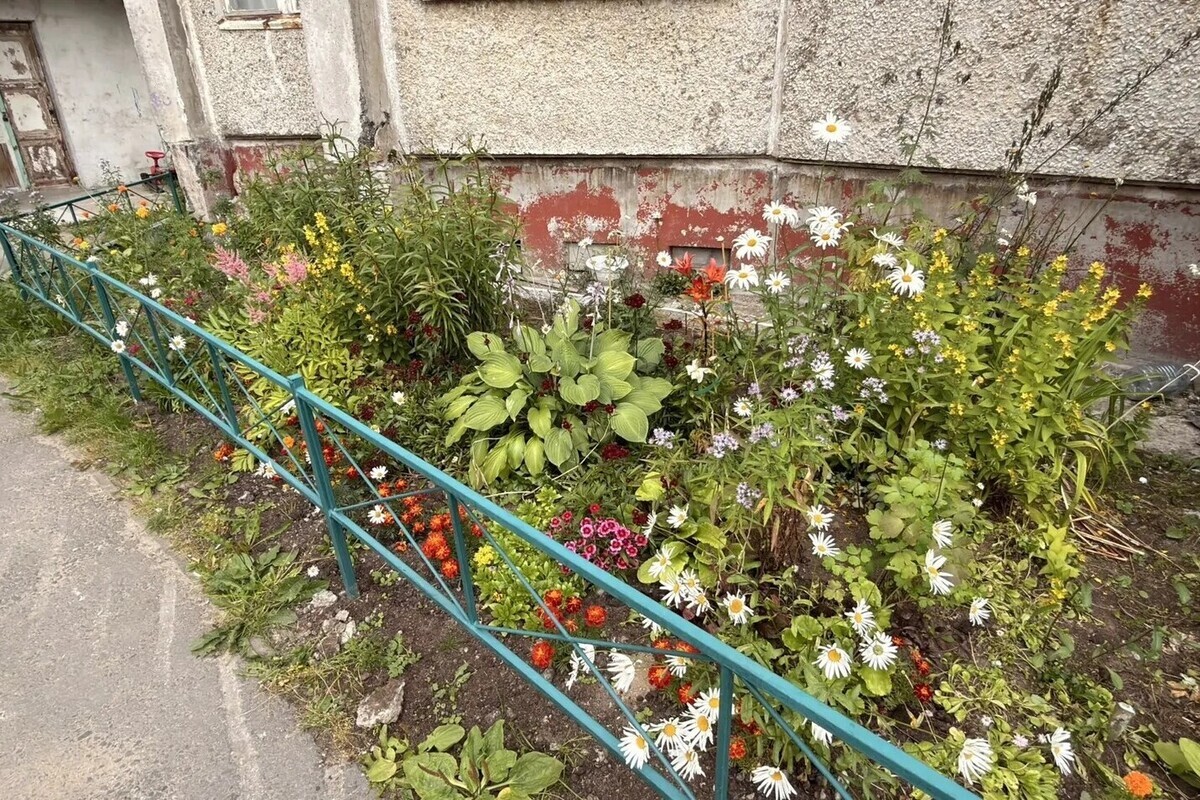 На клумбах в Заозерске поспела клубника и малина