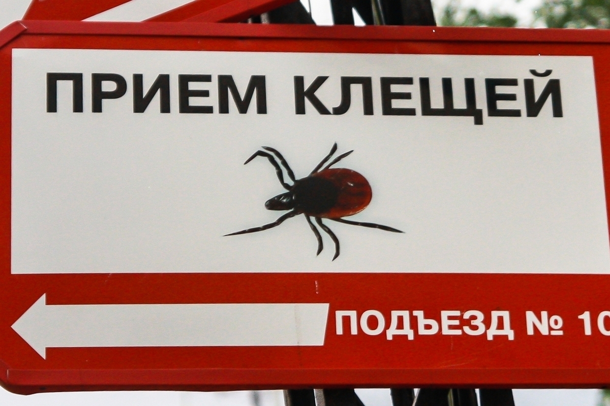 Статистика по укусам клещей в Карелии: актуальные данные на конец августа