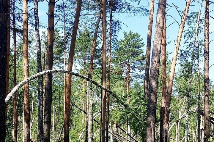 Суд вернул государству лесной участок в томской деревне Некрасово