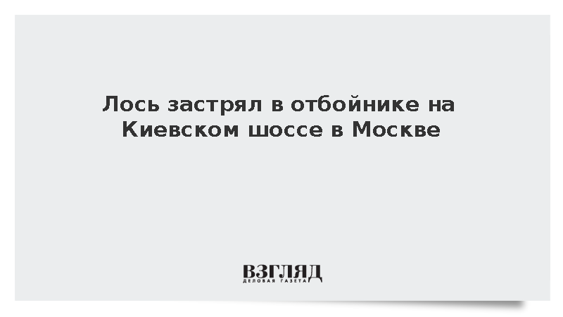 На Киевском шоссе в Москве лось застрял в дорожном отбойнике