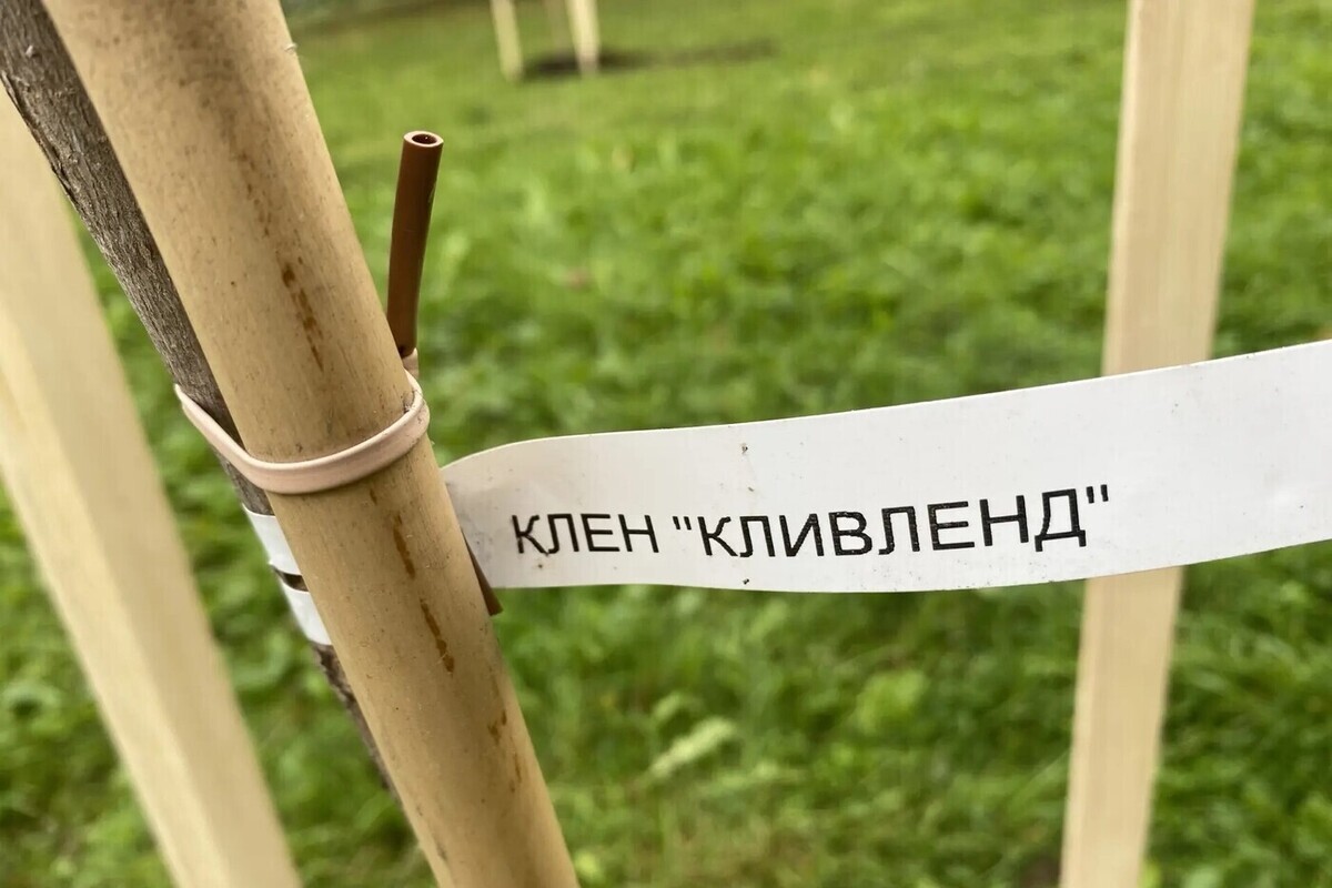 В сквере у Рижской гостиницы высадили 10 взрослых клёнов и провели санитарную обрезку деревьев
