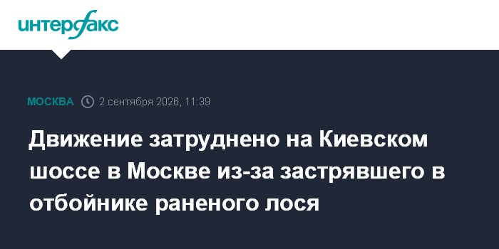 Движение затруднено на Киевском шоссе в Москве из-за застрявшего в отбойнике раненого лося