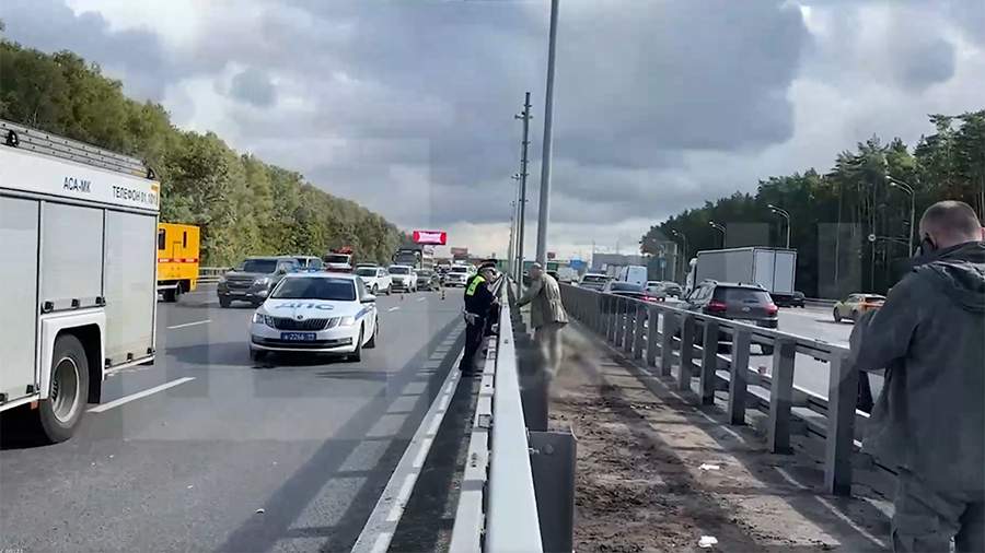 Лось застрял в отбойнике на Киевском шоссе в Москве