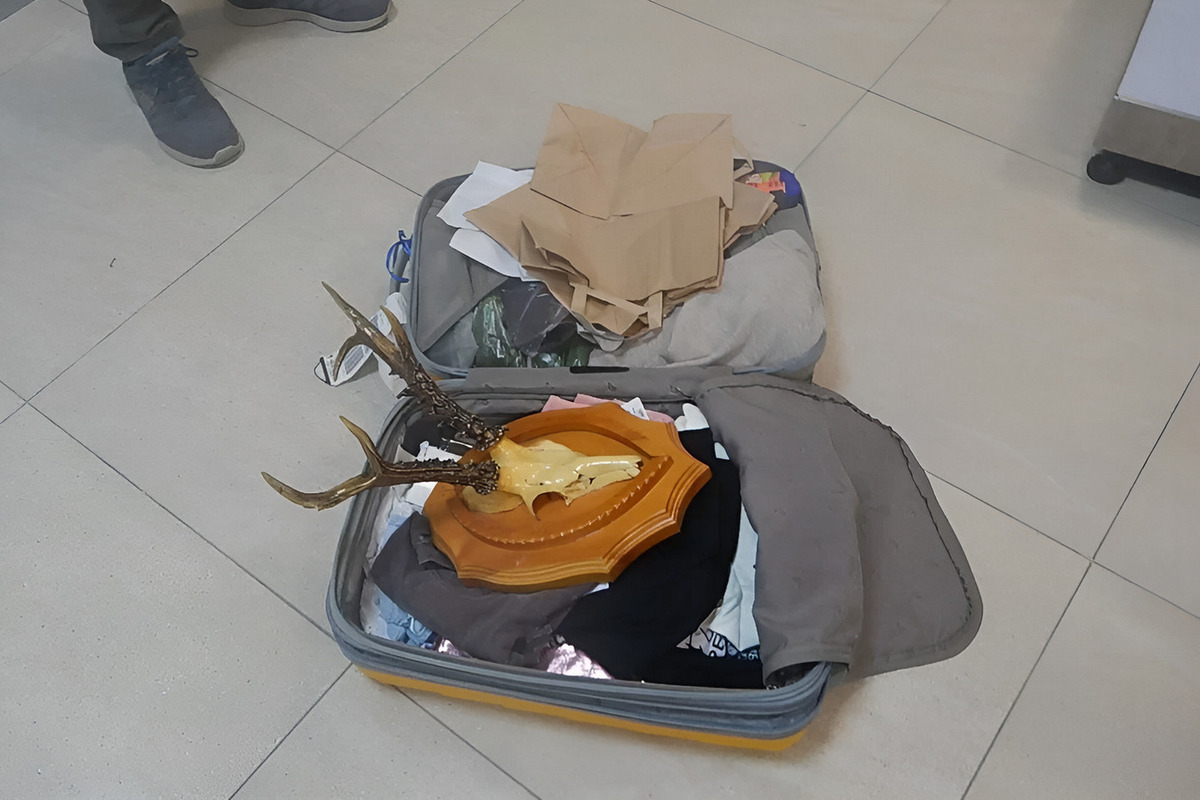 Пенсионера с черепом косули в багаже задержали в волгоградском аэропорту
