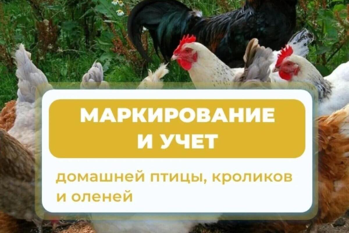 В Калмыкии напомнили о штрафах за животных без бирок и чипов