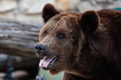 Полицейские остановили пытавшегося ворваться в дом к россиянам медведя