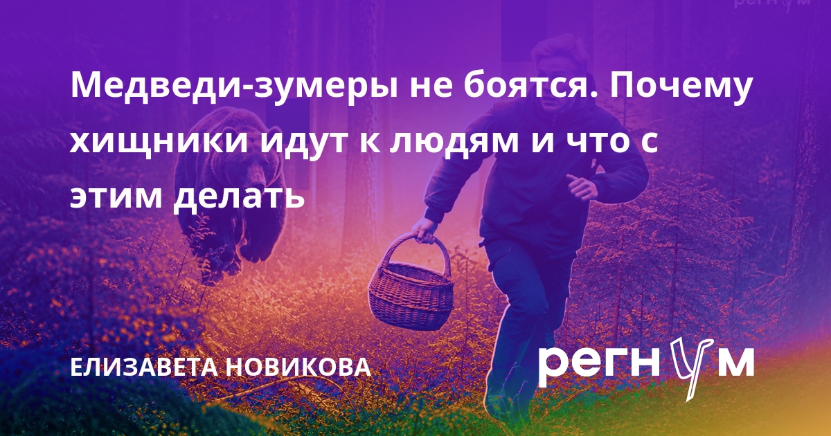 Медведи-зумеры не боятся. Почему хищники идут к людям и что с этим делать