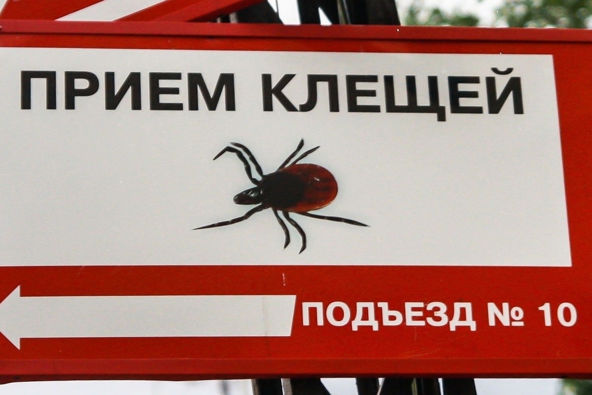 Клещевая активность в Карелии: актуальные данные Роспотребнадзора