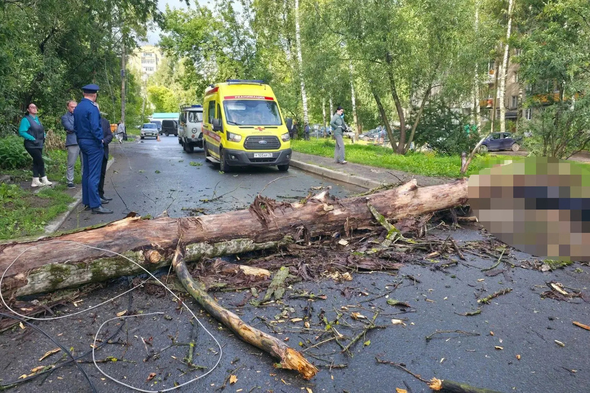 В Ярославле упавшее дерево убило пешехода