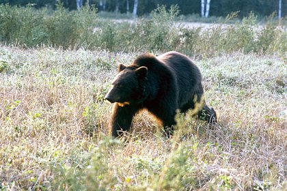 Появились подробности о российском медведе-людоеде
