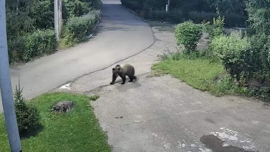 Агрессивный медведь забрел на базу отдыха в Улан-Удэ
