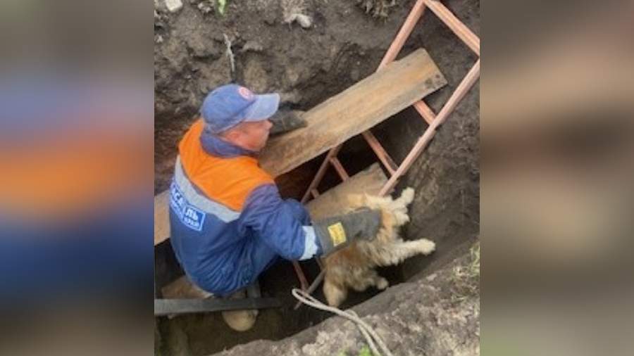 В Красноярском крае сразу пять собак провалились в котлован