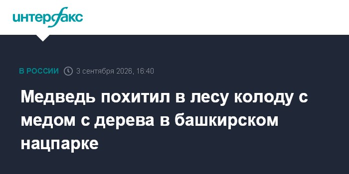 Медведь похитил в лесу колоду с медом с дерева в башкирском нацпарке