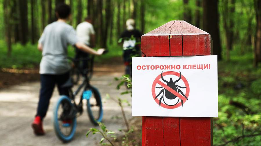 Количество укусов клещей сократилось на 45% в Псковской области