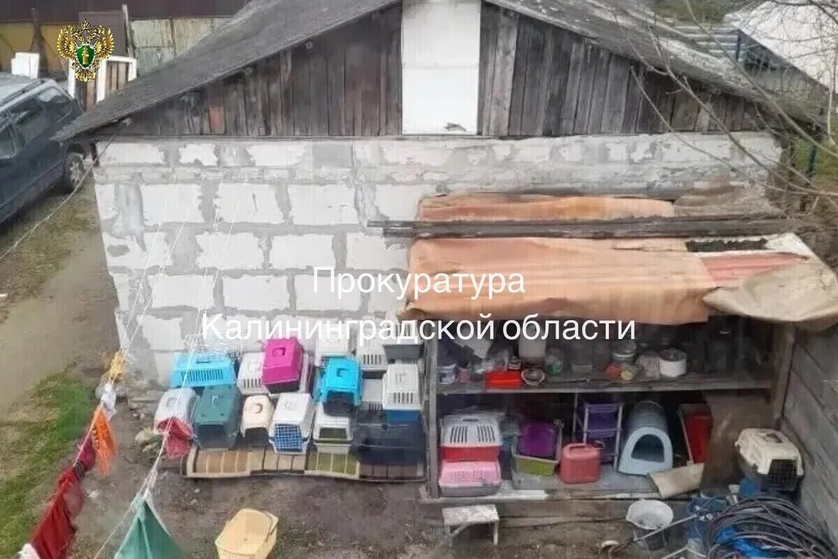 В Калининграде через суд пытаются закрыть приют для животных в жилом доме
